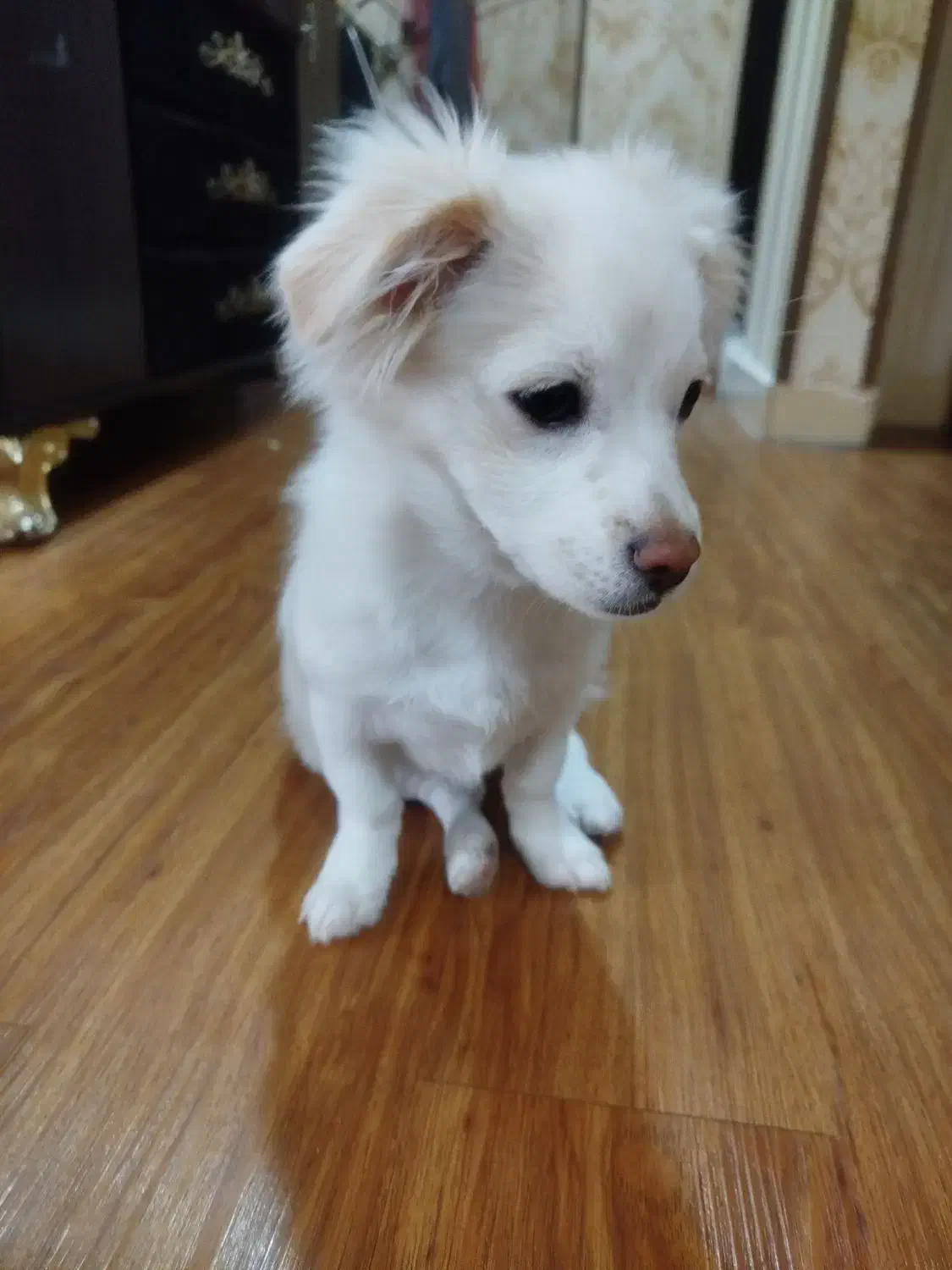 سگ پودل|سگ|رباطکریم, مسکن مهر آبشناسان|دیوار