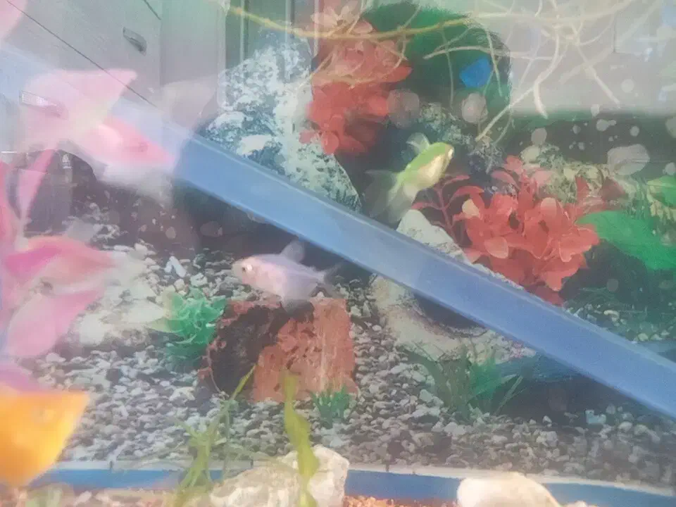 ساعت با ماهی|ساعت|گلبهار, شهر جدید گلبهار|دیوار