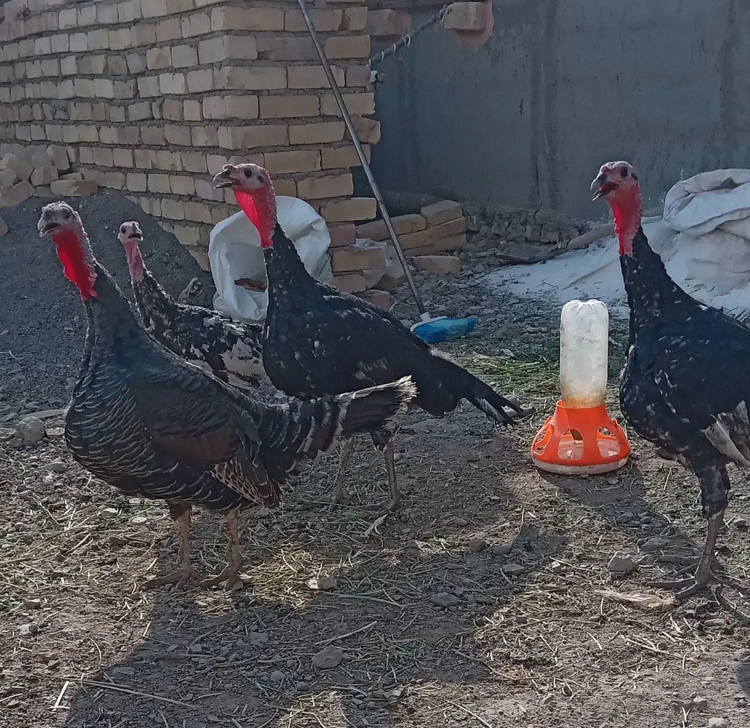 چهارعدد بوقلمون همشون باهم3800|حیوانات مزرعه|جوین, |دیوار