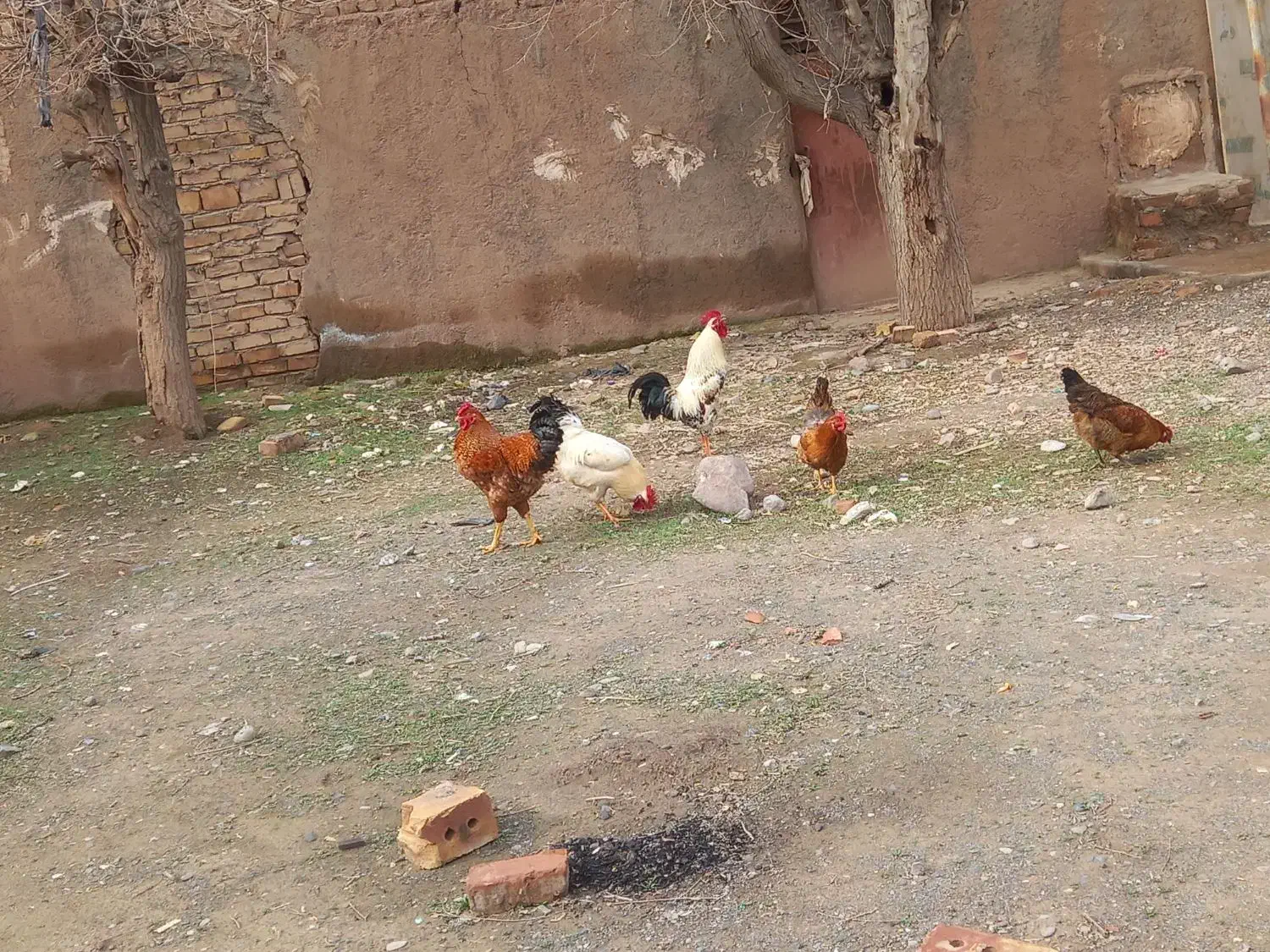 خروس فروشی|حیوانات مزرعه|نیشابور, مازول|دیوار