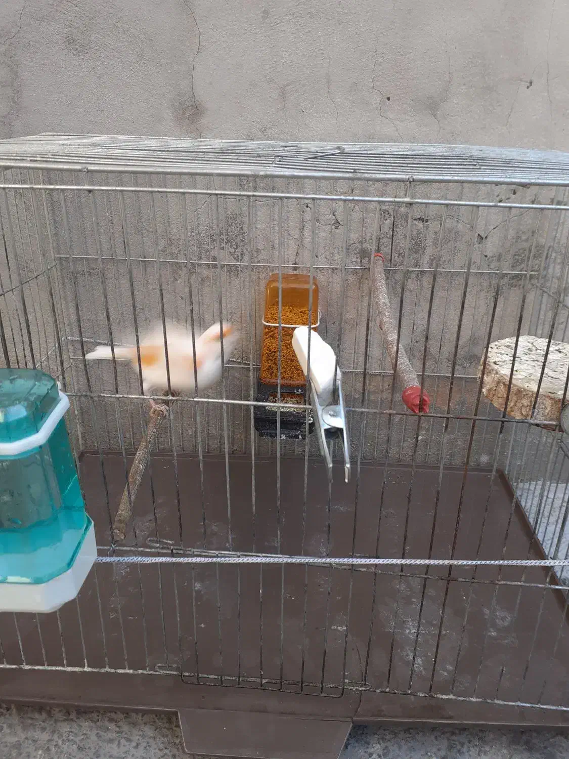 قناری نر مست|پرنده|دینور, |دیوار