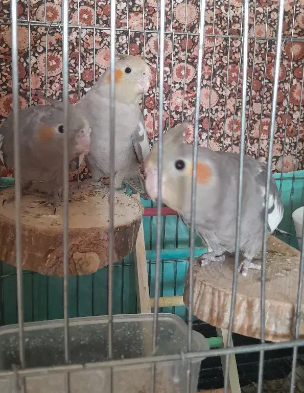 عروس هلندی ۲ماهه|پرنده|قم, پردیسان|دیوار