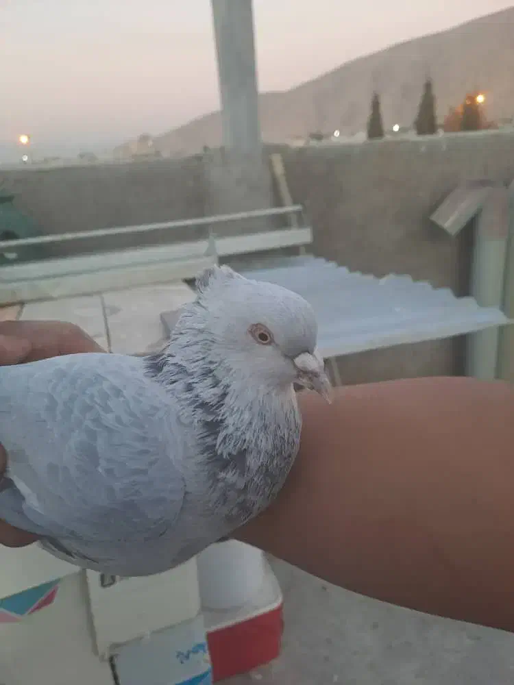 کبوتر|پرنده|شیراز, درکی|دیوار