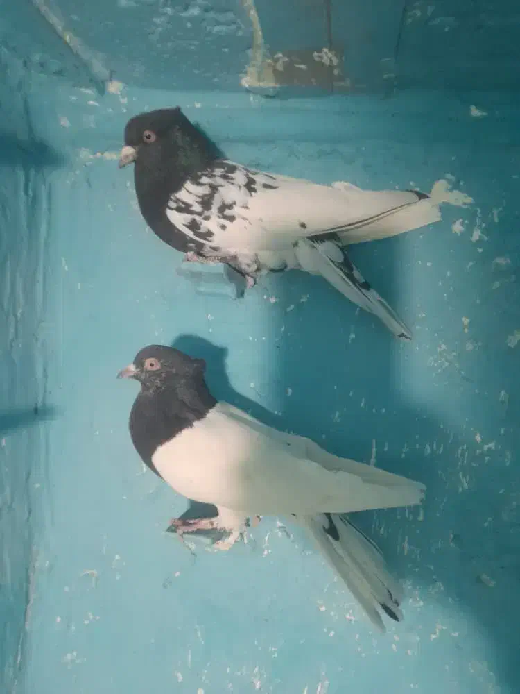 نر ماده سر سیاه|پرنده|پاریز, |دیوار