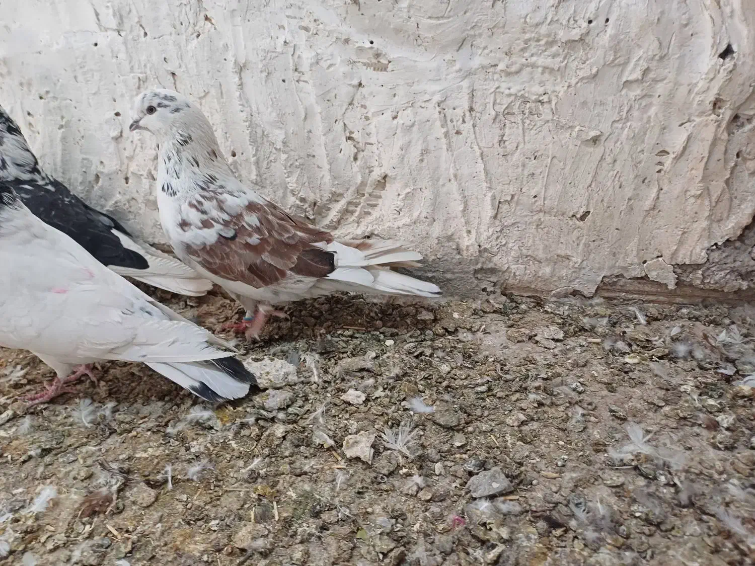 گرگی نر|پرنده|نورآباد, |دیوار