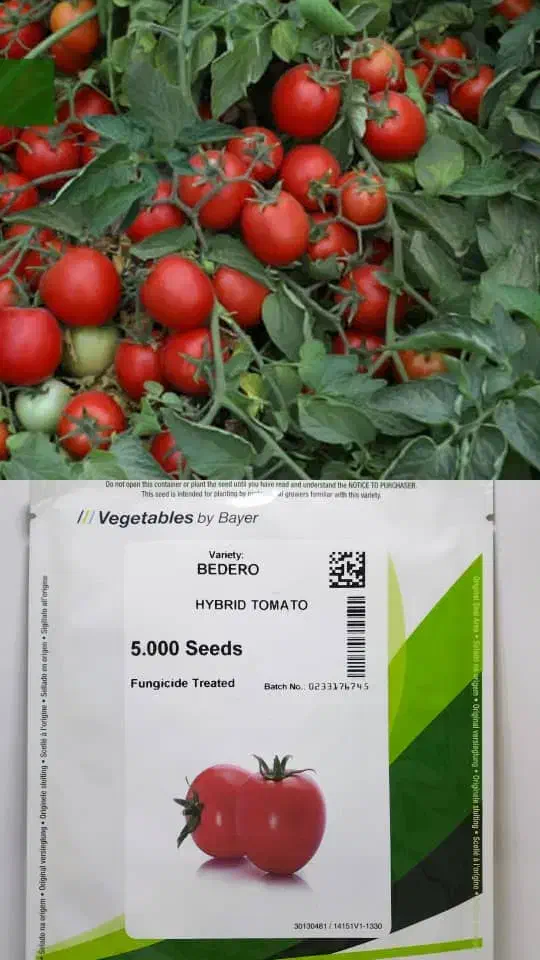 فروش انواع نشاء وبذر|خدمات باغبانی و درختکاری|کرج, کرج نو|دیوار