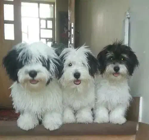 دو سگ شیتزو تریر و آموزش دیده واگذار میشود|سگ|شیراز, شهرک سراج|دیوار