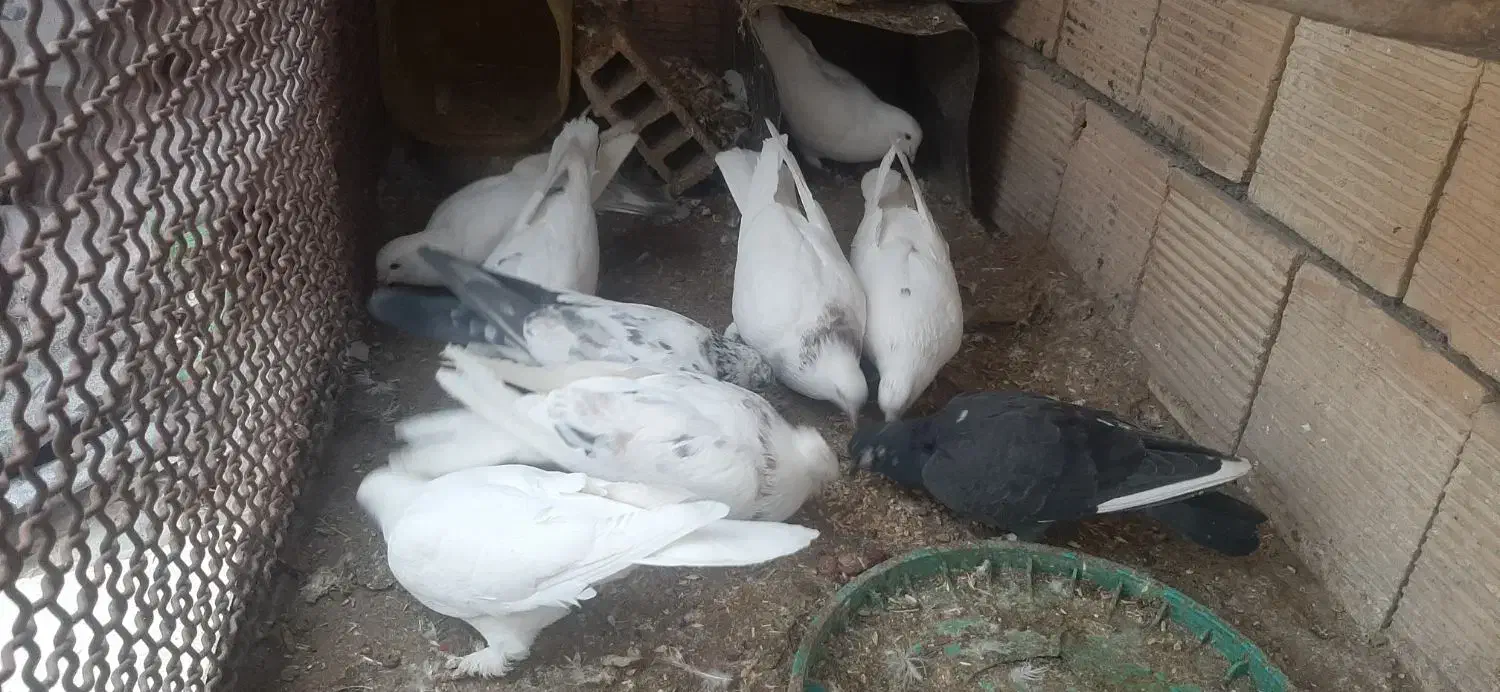 کبوتر|پرنده|سامان, |دیوار