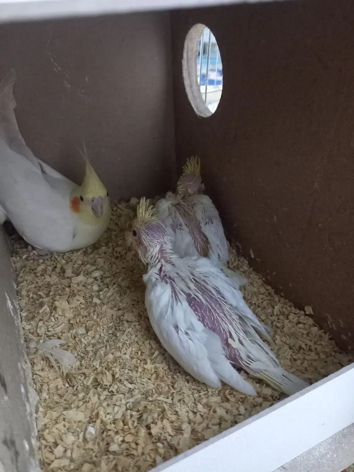 جوجه عروس لوتینو سرلاکی|پرنده|اردکان, |دیوار