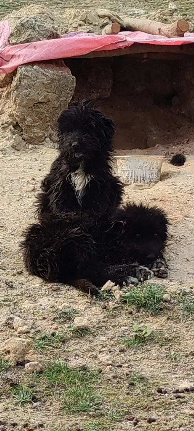 معاوضه یا فروش|سگ|اهواز, فاز ۲ پادادشهر|دیوار