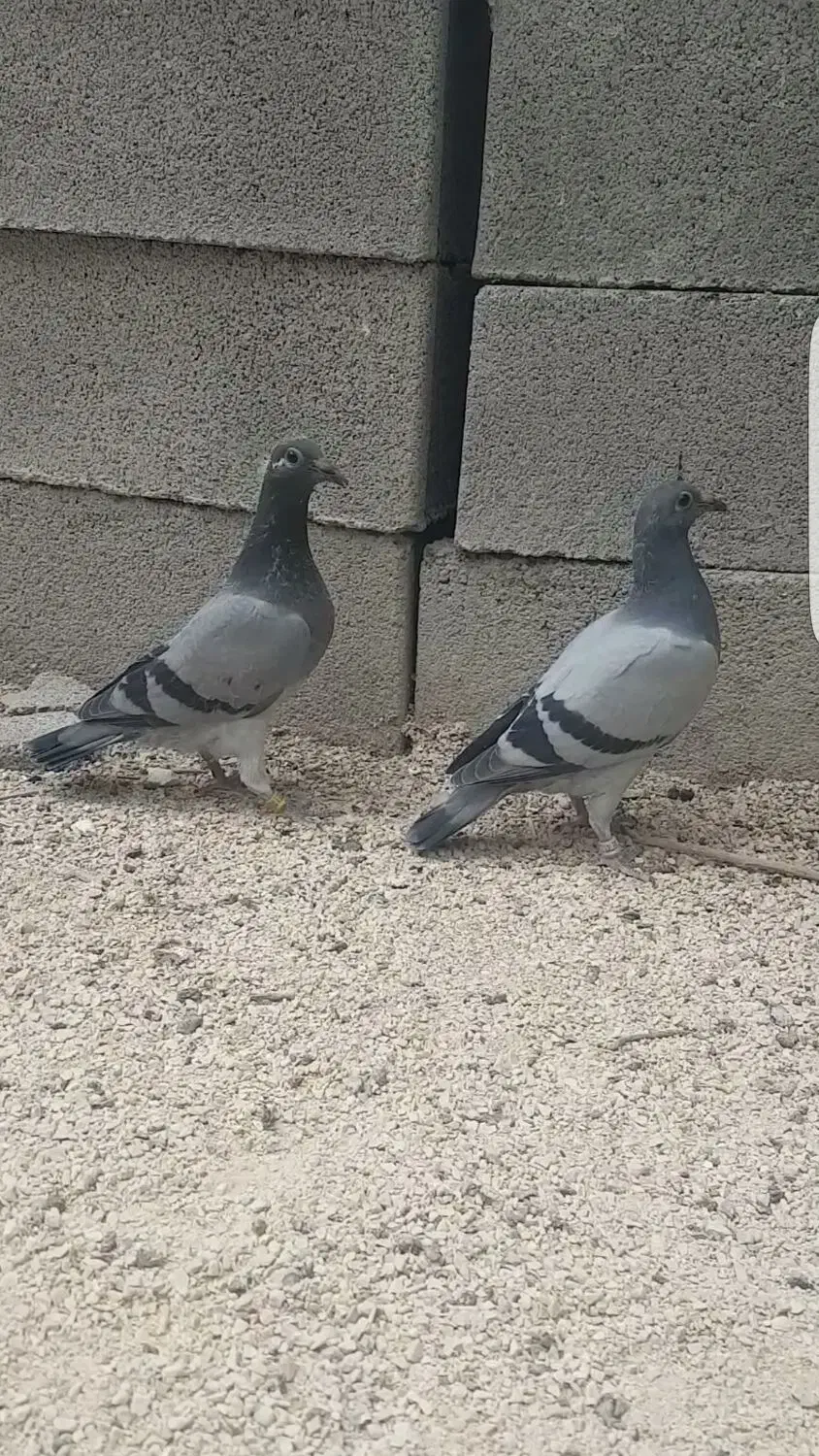 یه جفت جوجه پلاکی و عروس دستی|پرنده|ایذه, |دیوار