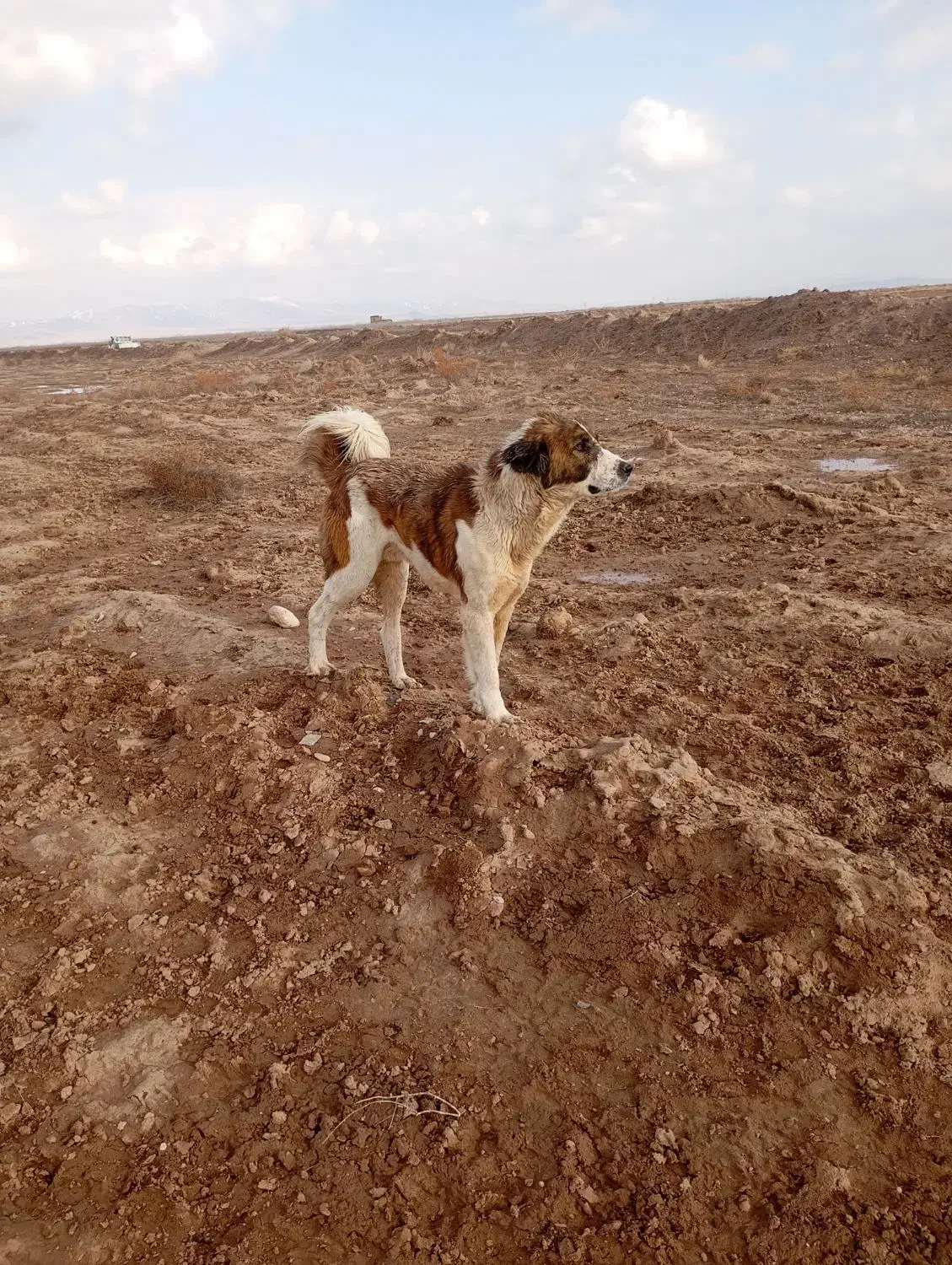 سگ گله|سگ|خوشاب, |دیوار