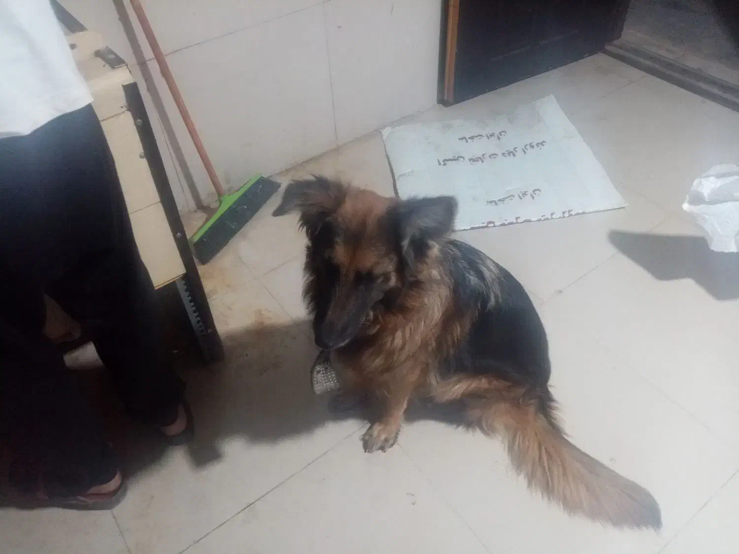 سگ شناسنامه دار ماده ۲ساله اجتماعی|سگ|خرمشهر, |دیوار