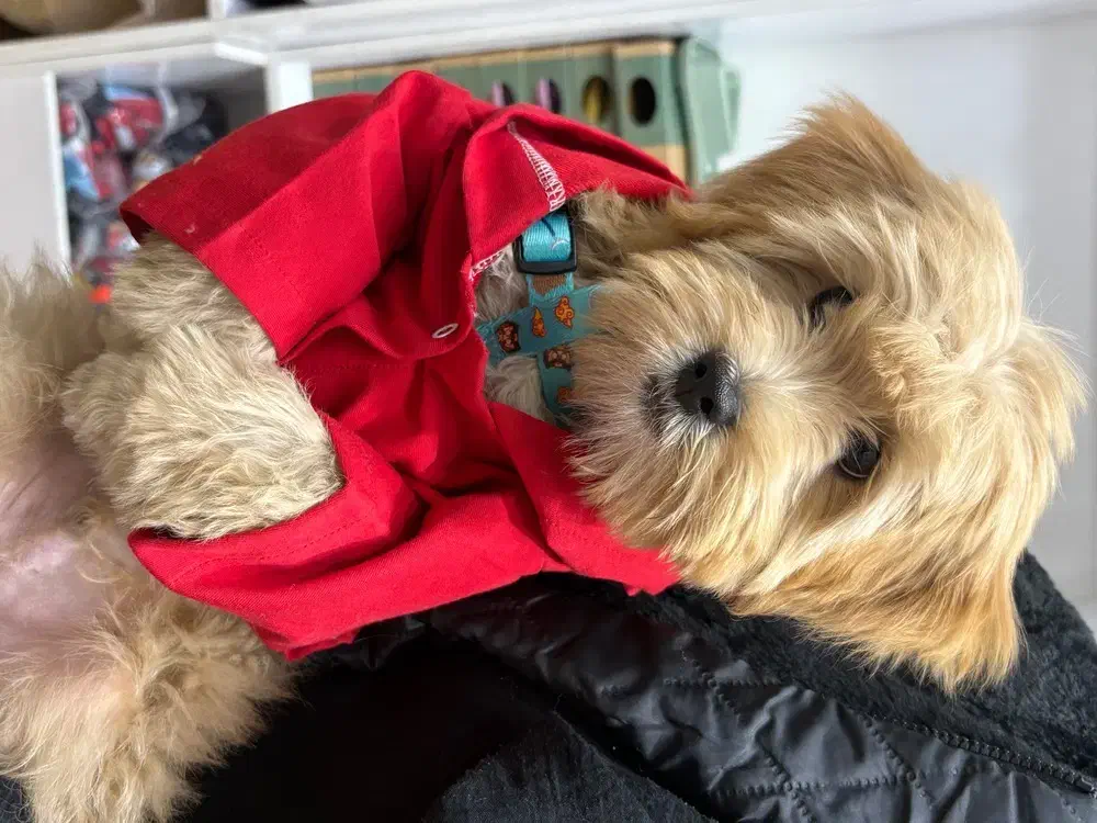 سگ ۷ماهه نر|سگ|قزوین, |دیوار