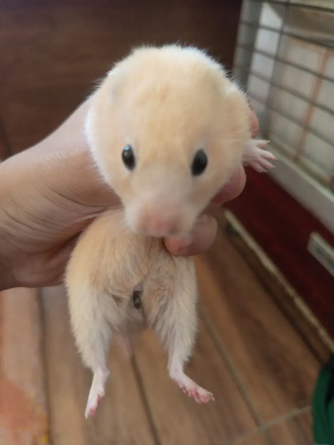 همستر|موش و خرگوش|زاهدان, |دیوار