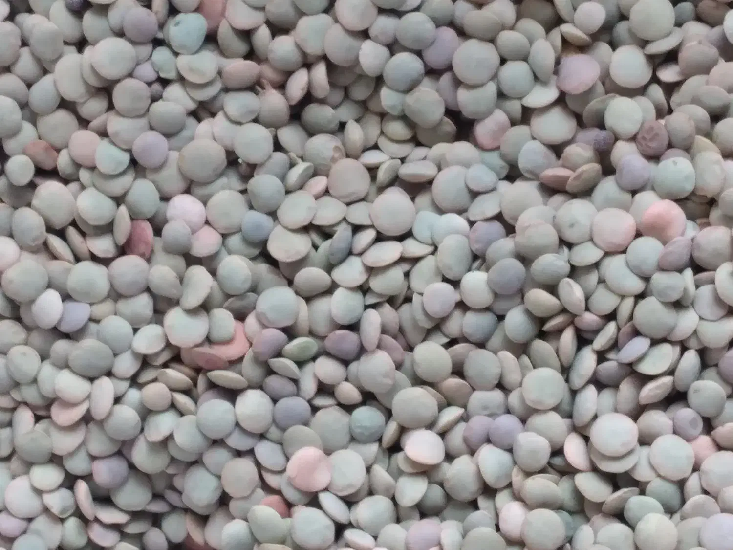 عدس|خوردنی و آشامیدنی|مشگین شهر, |دیوار