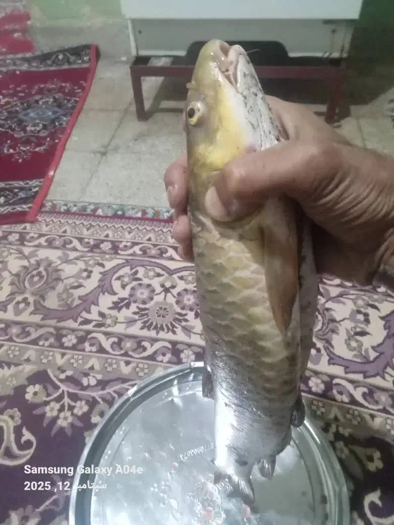 ماهی تنگ هفت|ماهی|دورود, |دیوار