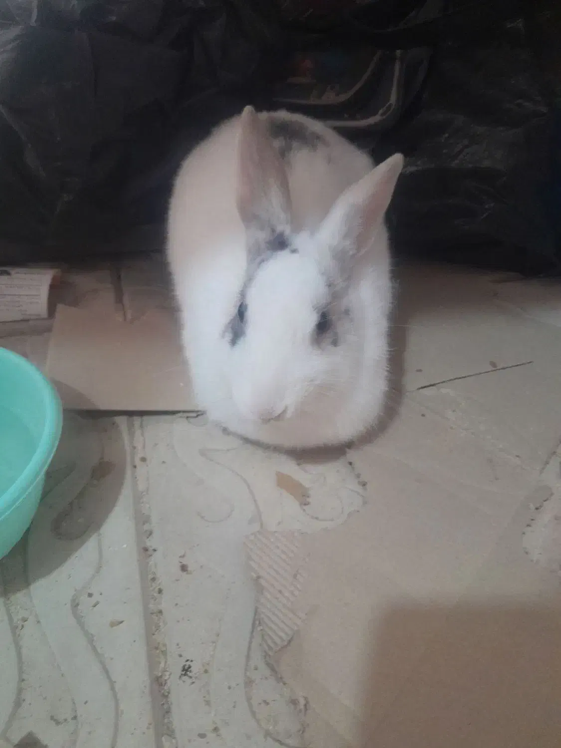 خرگوش|موش و خرگوش|اهر, |دیوار