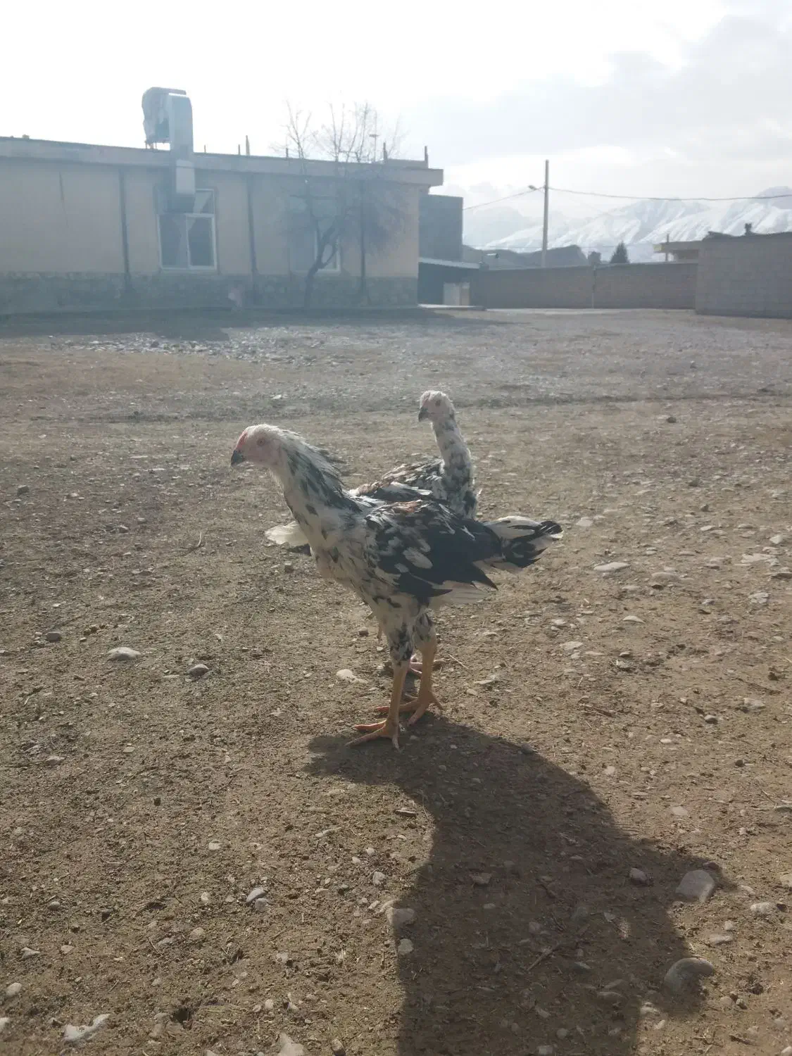 خروس لاری|حیوانات مزرعه|مشهد, یاس|دیوار