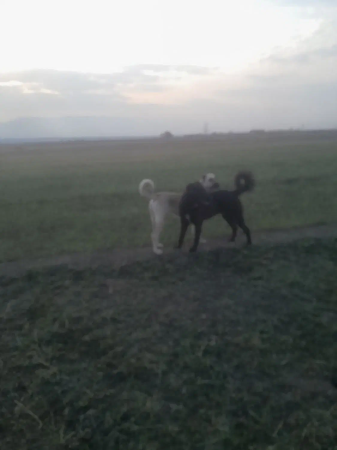 سگ ماده|سگ|یامچی, |دیوار