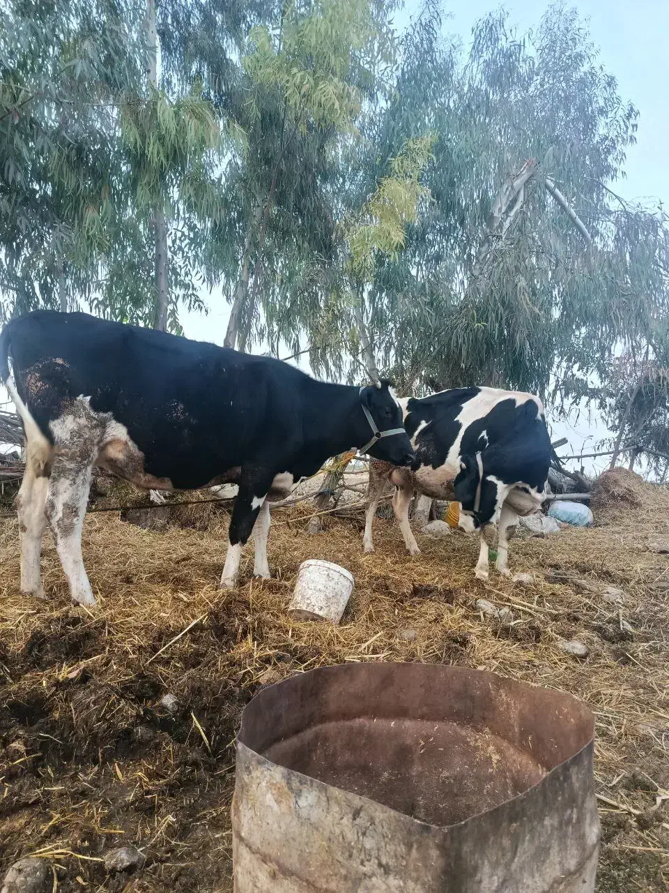 گاو|حیوانات مزرعه|رامیان, |دیوار