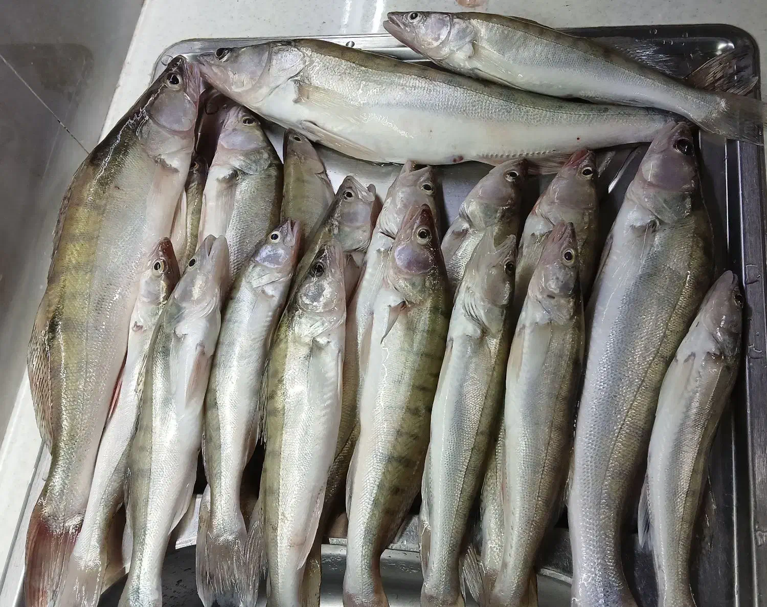 ماهی تازه تازه|ماهی|سراب, |دیوار