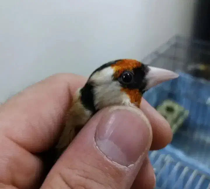 سهره قناری|پرنده|مشهد, تلگرد|دیوار