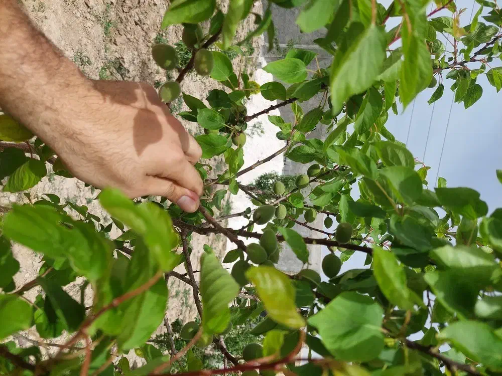 باغ چهاردیواری فروشی فوری شرایطی اقساطی|فروش خانه و ویلا|پیشوا, |دیوار