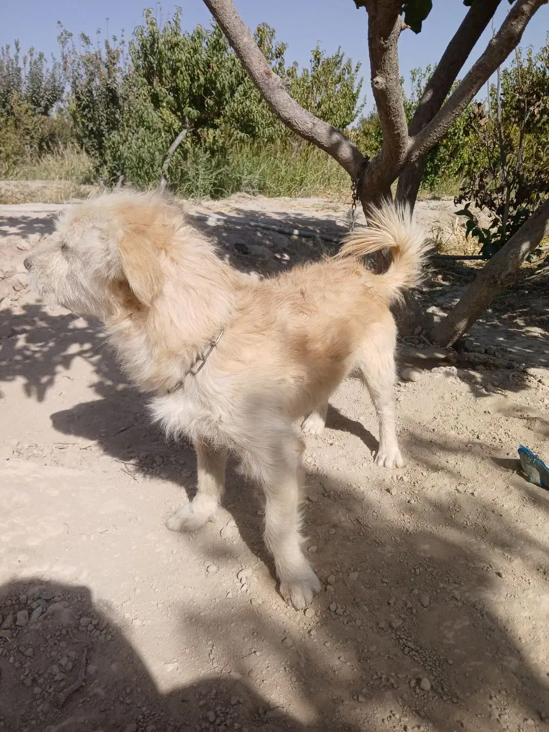 سگ پا کوتاه|سگ|رباطکریم, کیکاور|دیوار