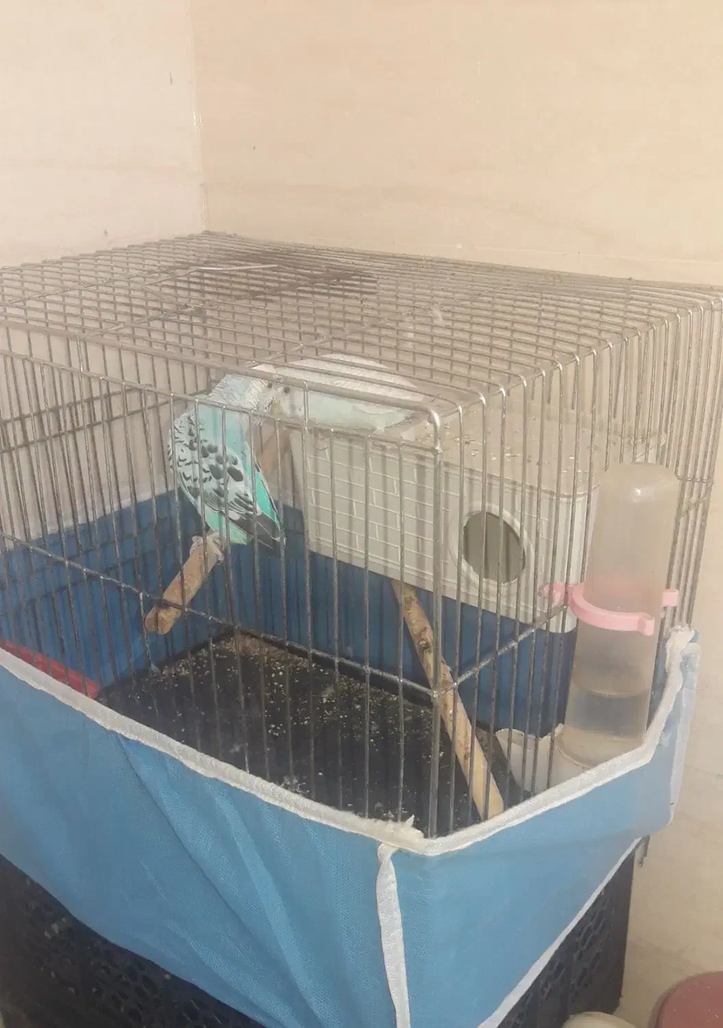 مرغ عشق خوشکل|پرنده|شوشتر, |دیوار