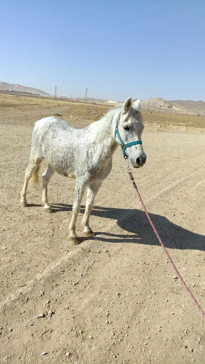 اسب|اسب و تجهیزات اسب‌سواری|فامنین, |دیوار