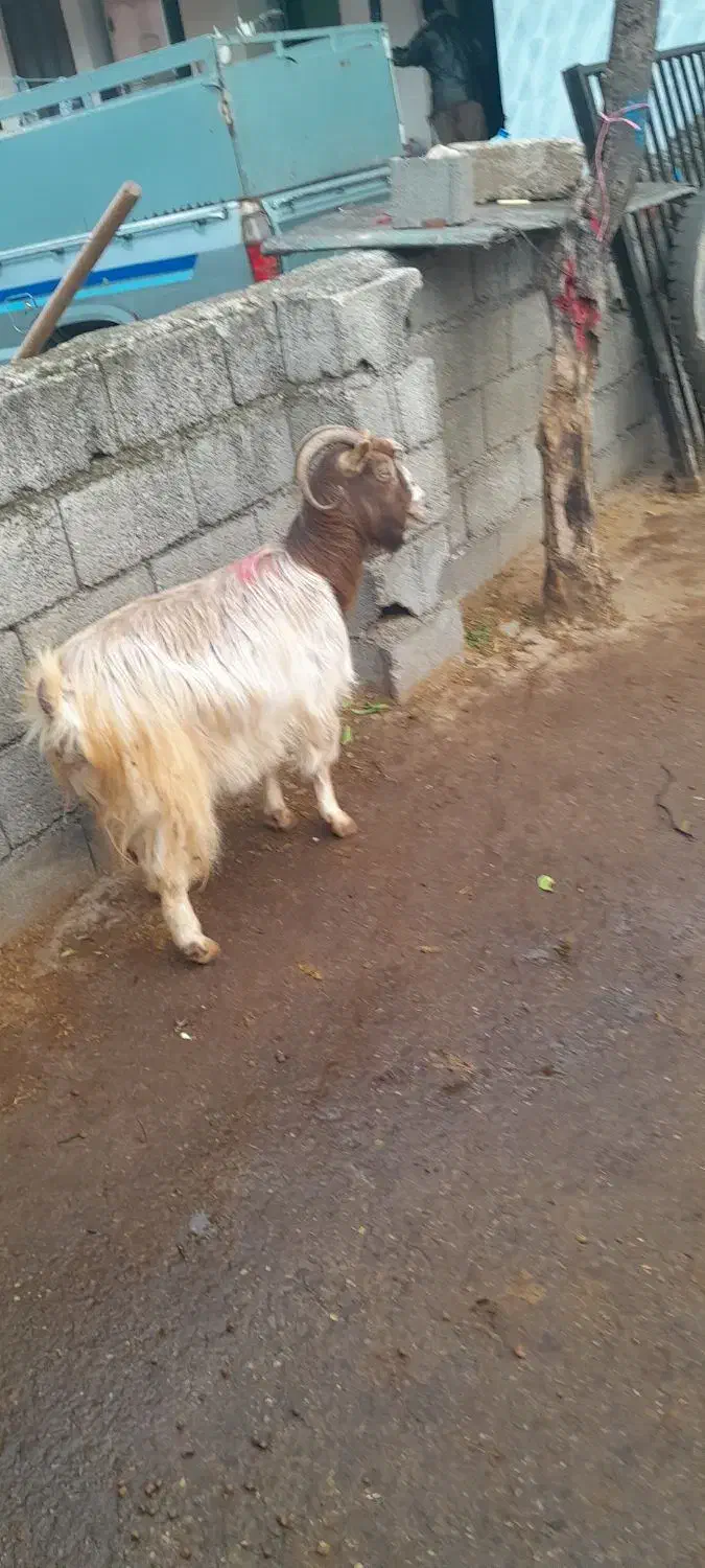 یک عدد بز|حیوانات مزرعه|نوشهر, |دیوار