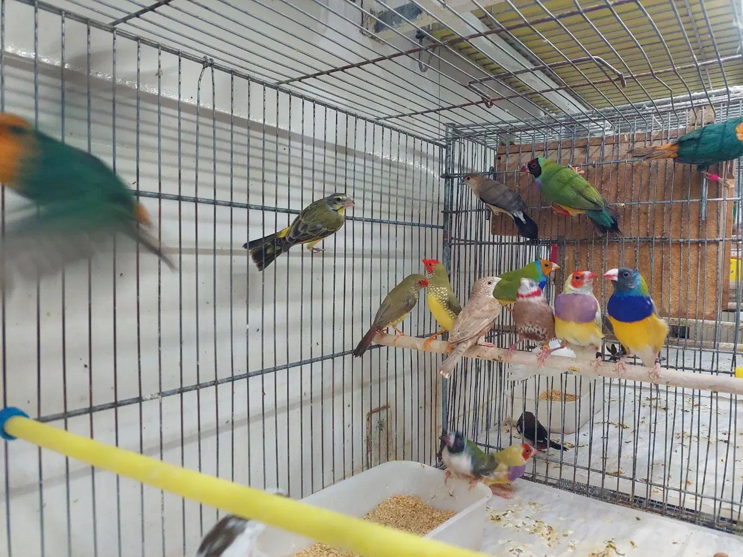 فنج گلدین|پرنده|شیراز, شهرک پرواز|دیوار