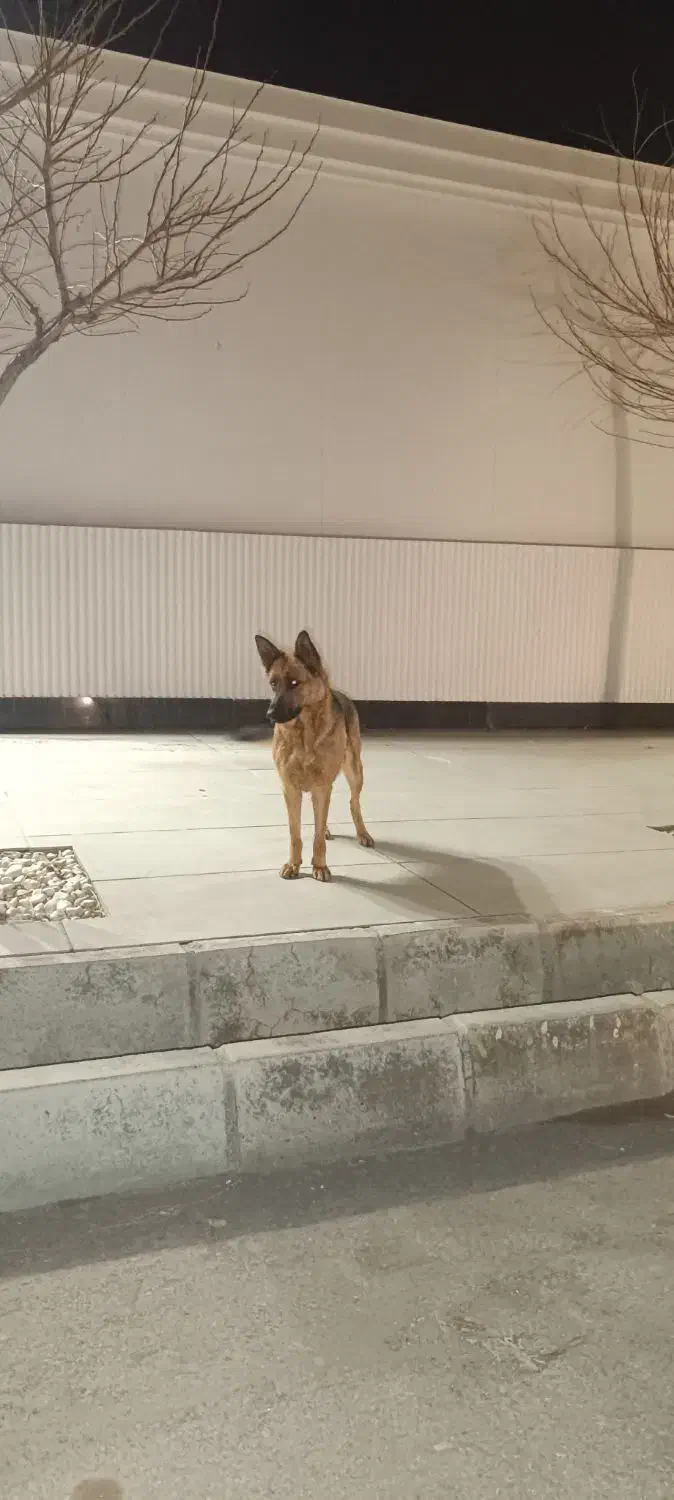 سگ ژرمن|حیوانات|شاندیز, |دیوار