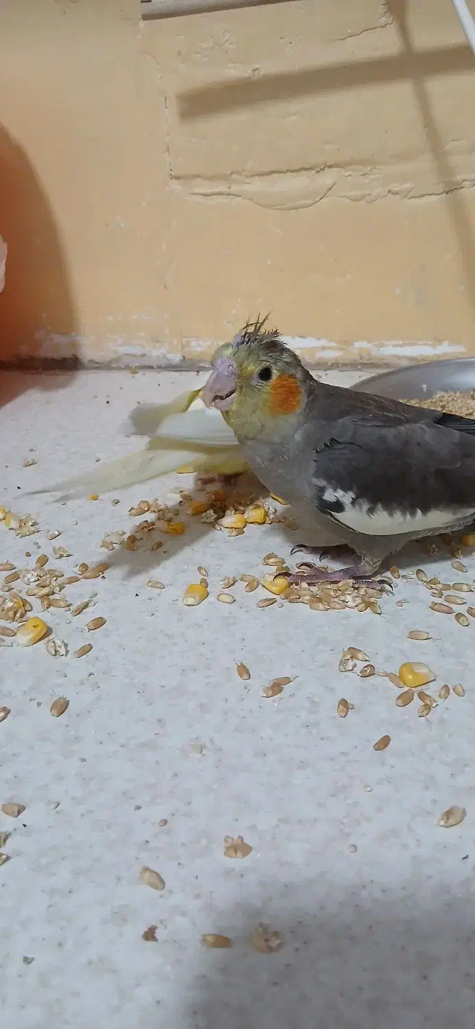 عروس هلندی سالمو سرحال|پرنده|قم, بلوار امین و ساحلی|دیوار