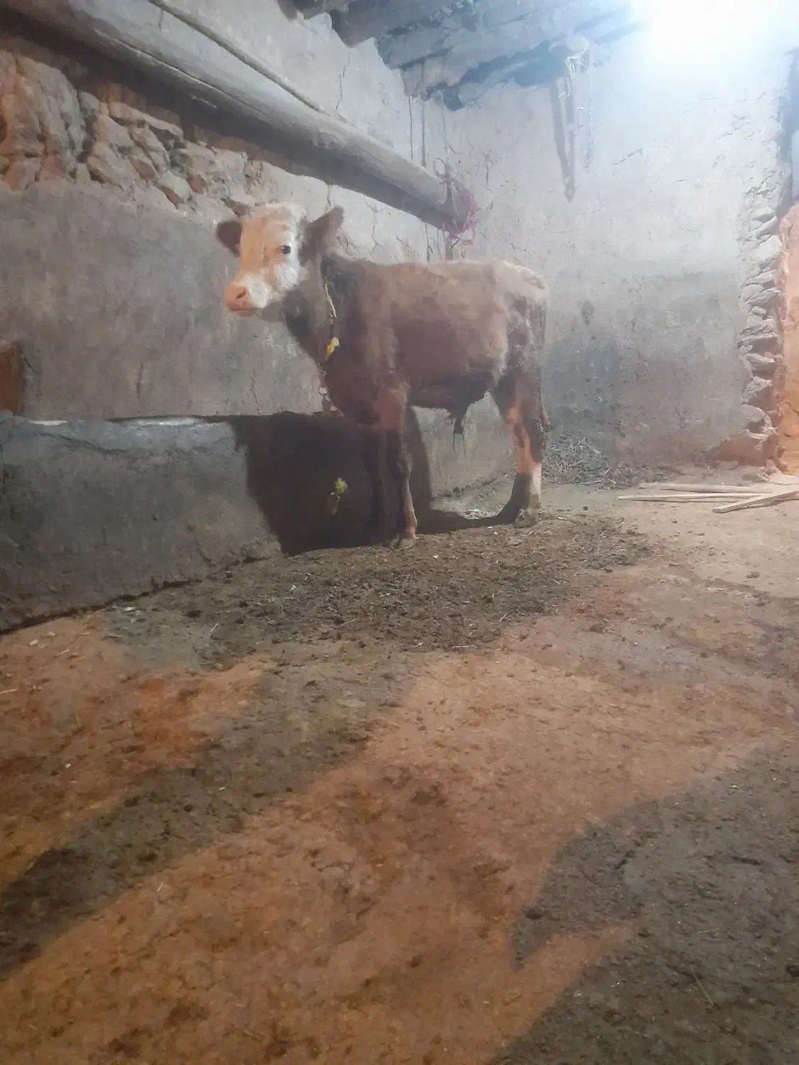 گاو گوساله|حیوانات مزرعه|خرمدره, |دیوار