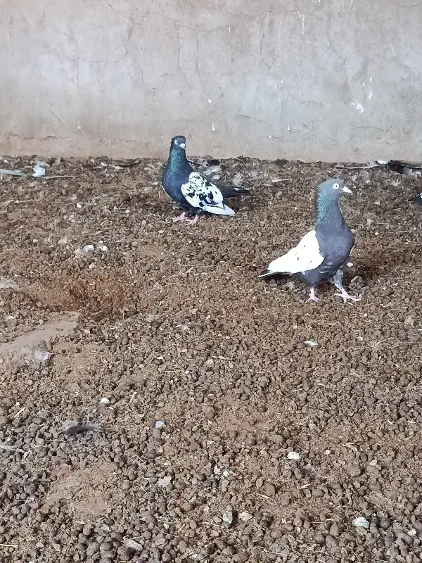 کبوتر سینه سیاه|پرنده|گتوند, |دیوار