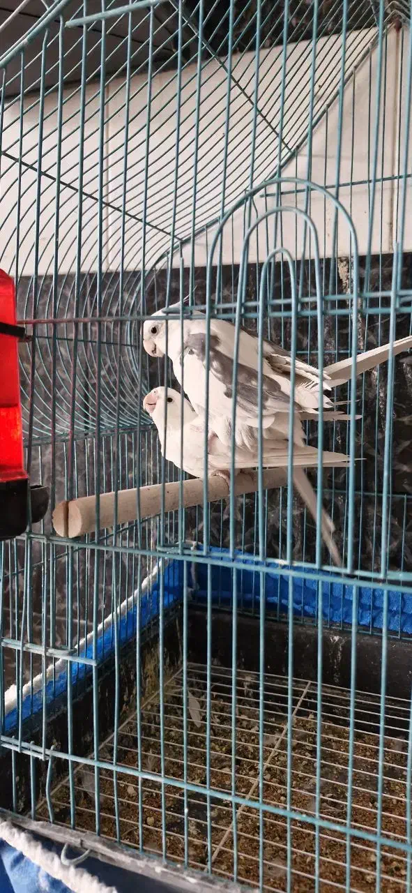 جفت آلبینو|پرنده|یزد, |دیوار