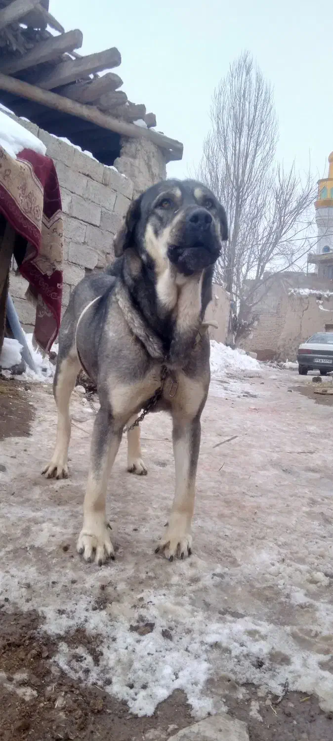 سگ عراقی نژاد دار|سگ|اردبیل, |دیوار