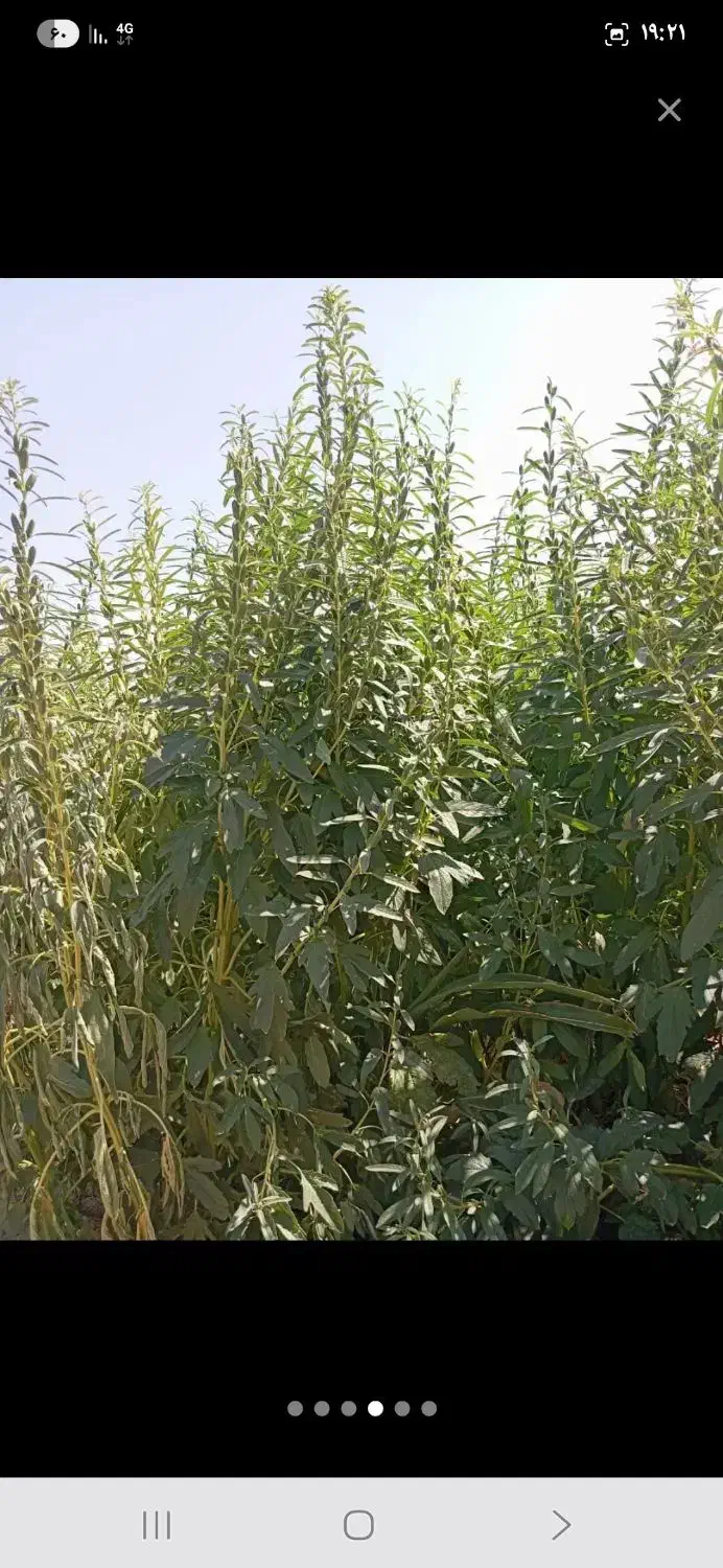 کنجد درجه ۱ ایرانی|خوردنی و آشامیدنی|اصفهان, شهرک گل نرگس|دیوار