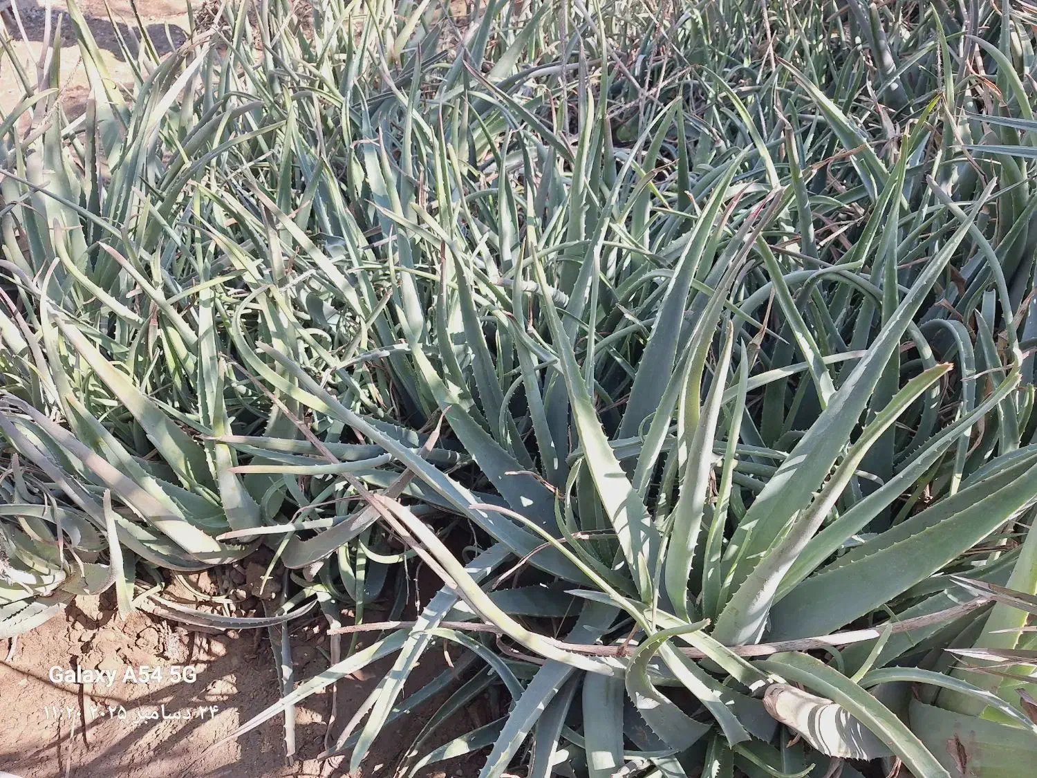 الوورا|گل و گیاه طبیعی|آبپخش, |دیوار