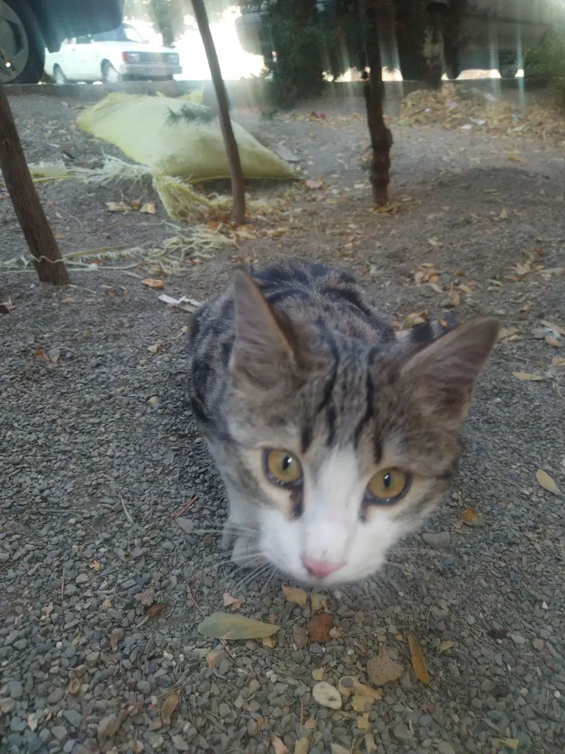 گربه|گربه|همدان, |دیوار