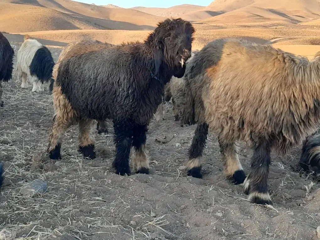 گوشت بره کوه کیلویی ۶۷۰هزار تومان|خوردنی و آشامیدنی|شیراز, شیخ روزبهان|دیوار