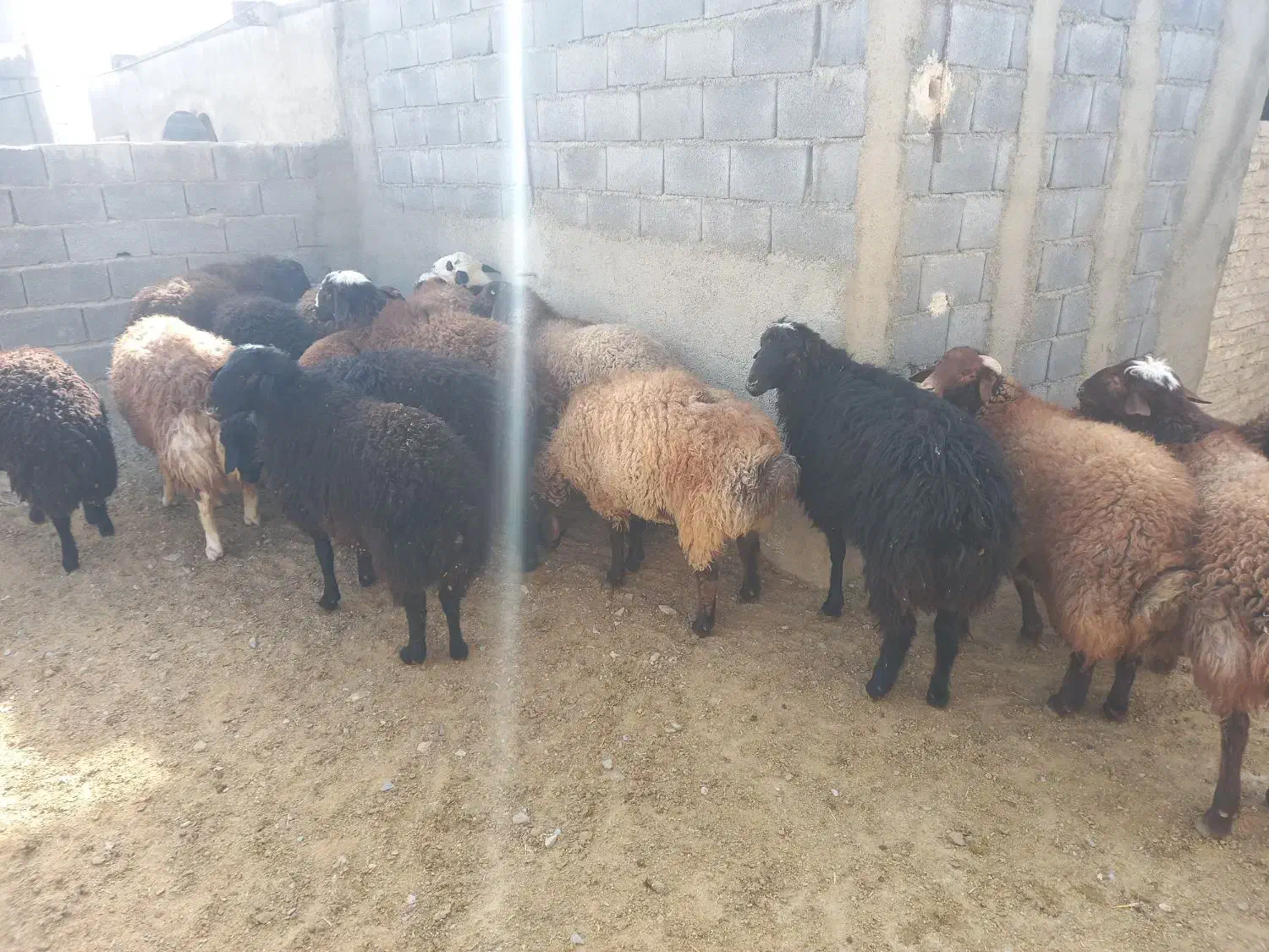 ۱۲ عدد بره نر بفرش میرسد|حیوانات مزرعه|کمیجان, |دیوار