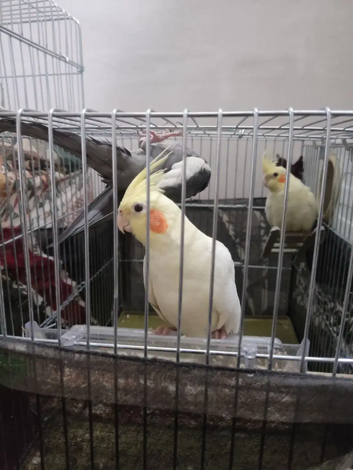 جفت‌عروس‌هلندی|پرنده|خرم‌آباد, |دیوار