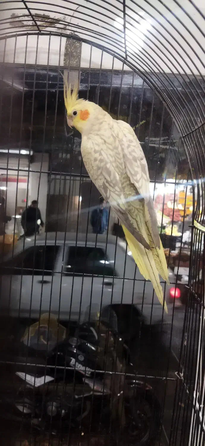 عروس هلندی ماده لوتینو و گلباقالی کینگ سایز آماده|پرنده|تهران, جوادیه|دیوار