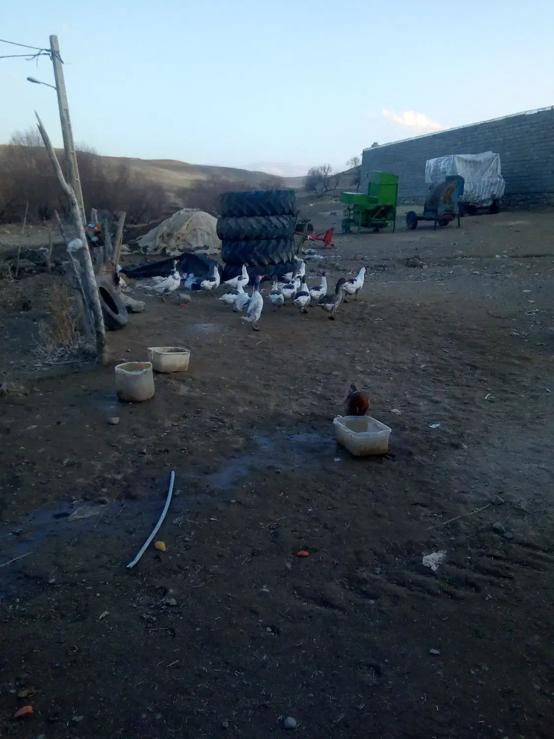 غاز‌محلی‌چاق‌وچله|حیوانات مزرعه|دیواندره, |دیوار