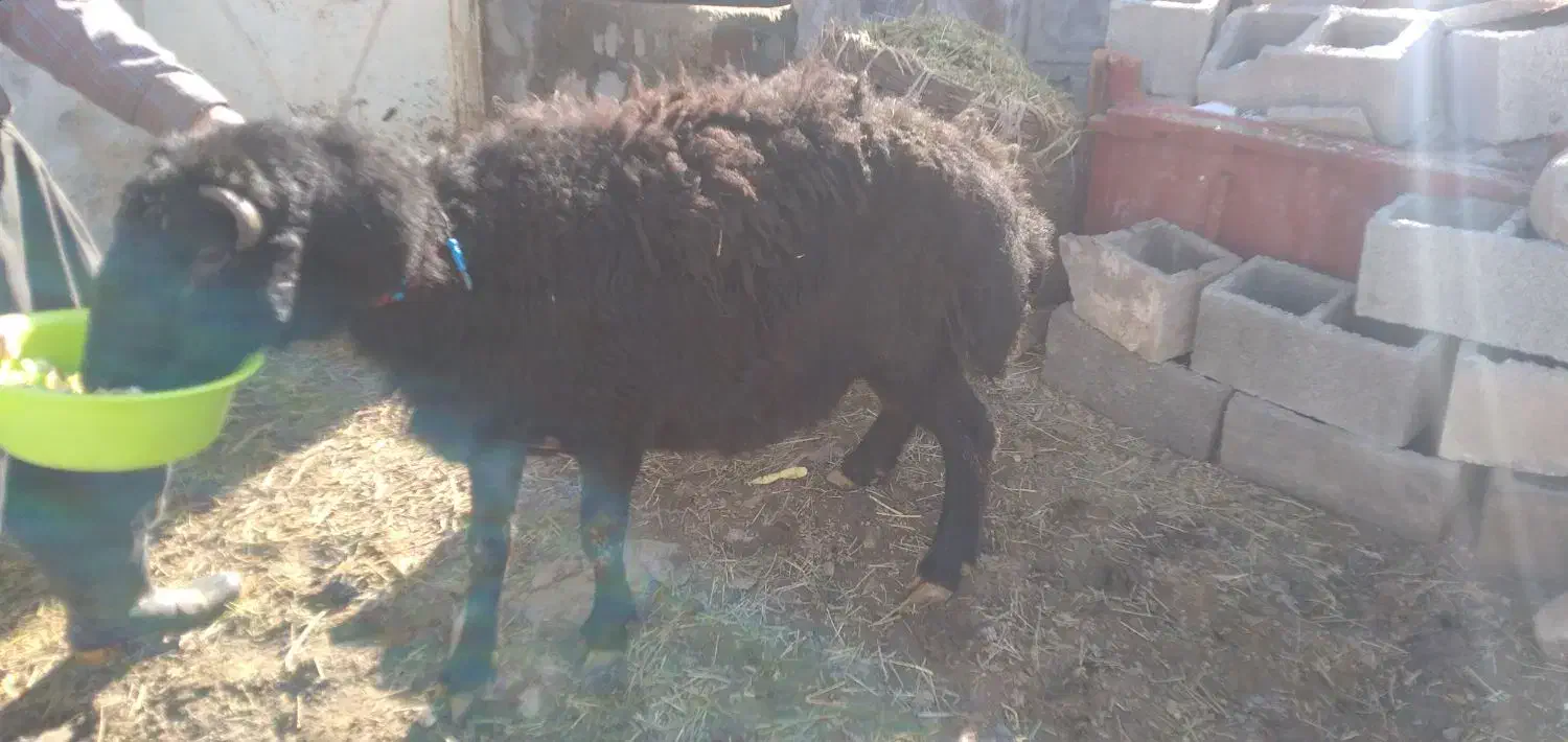 قوچ|حیوانات مزرعه|نظر کهریزی, |دیوار