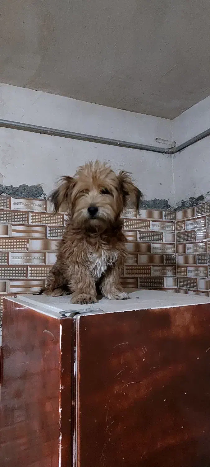 سگ گمشده  یابنده مژدگانی میدم|حیوانات|تربت جام, پارک جنگلی|دیوار