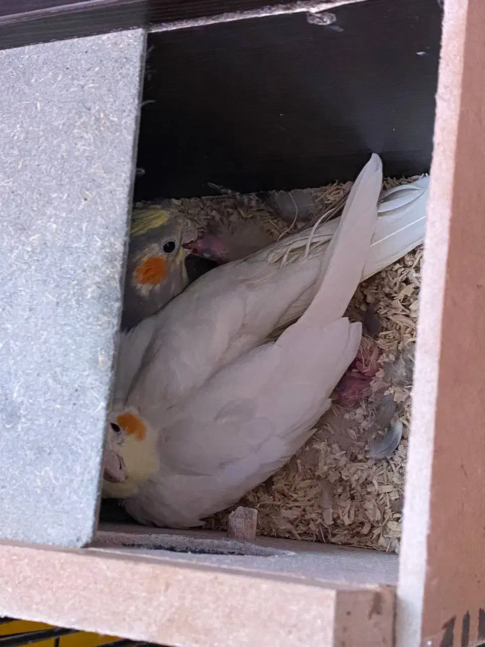 طوطی عروس مولدبشرط باقفس ولانه وسایل|پرنده|اقبالیه, |دیوار